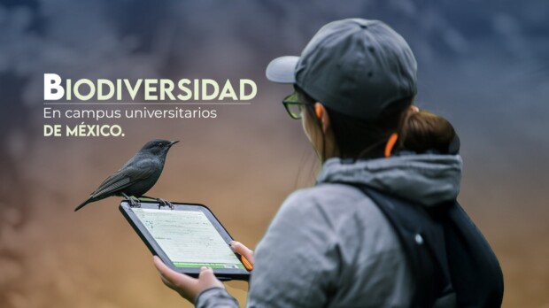 Si te interesa conocer más sobre cómo los campus universitarios pueden contribuir a la conservación de la biodiversidad o deseas participar en este simposio, no dudes en contactarnos a refama3@gmail.com. ¡Únete a este esfuerzo por proteger la biodiversidad en México y forma parte de una red comprometida con la investigación y la sustentabilidad en entornos urbanos!